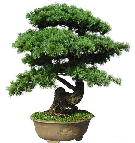 室內(nèi)植物墻的植物組合關(guān)系應(yīng)該遵循哪些原則